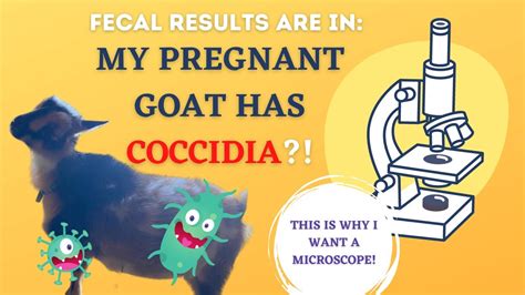 Treating Coccidia Naturally Natural Parasite Treatment For Goats Youtube