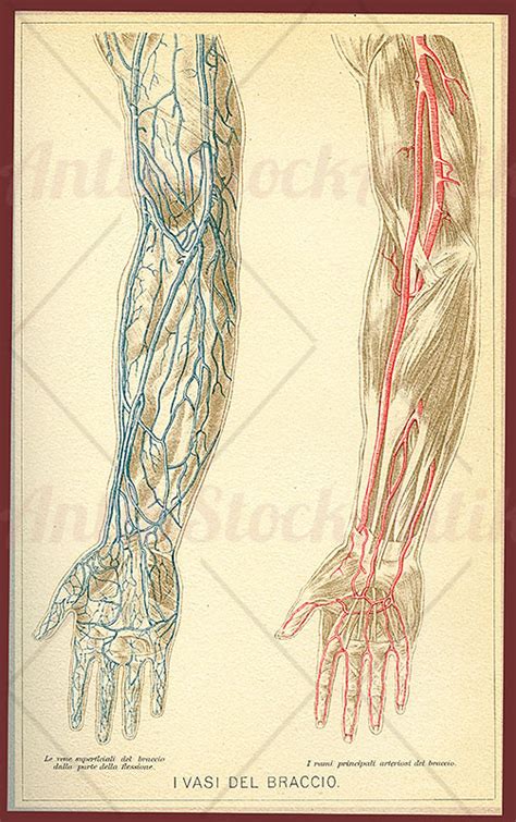 Anatomy Arm Blood Vessels Antikstock