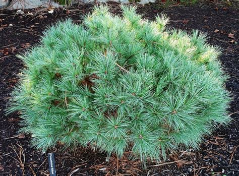 Pinus Strobus Billow Dwarf Eastern White Pine Kigi Nursery