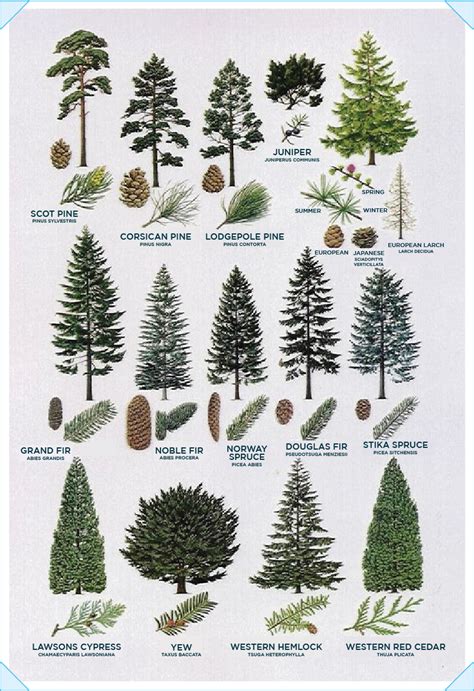 Tree Identification Guide Tree Types And Id Trees By Leaf