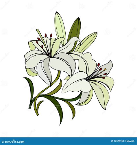 White Lilies Flowers Stock Vector Illustration Of Garden 76573159