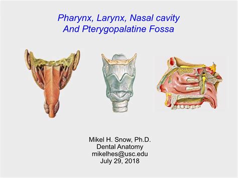 Pharynx Larynx Nasal Cavity And Pterygopalatine Fossa Docslib