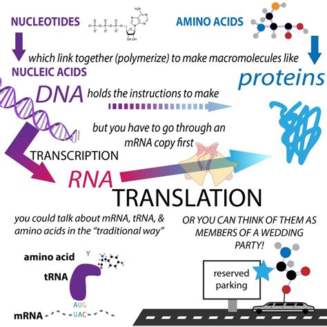Protein translation - The Bumbling Biochemist
