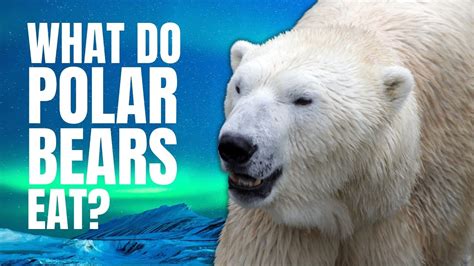 What Do Polar Bears Eat Polar Bears Diet In Wild And Captivity Youtube