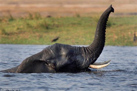 Elephant Goes For A Swim Underwater In Botswana Daily Mail Online