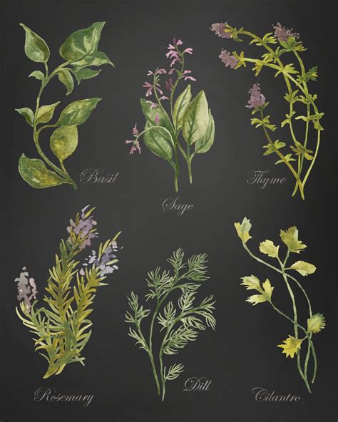 Watercolor Herbs Print 1 Botanical Print Giclee By Bellebotanica