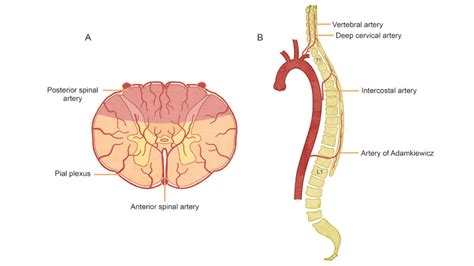 Spinal Cord Anatomy And Blood Supply Openanesthesia