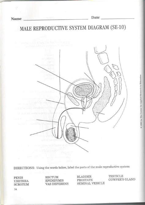 Human reproductive system development is regulated by complex genetic, endocrine, and environmental signals. Reproductive System Worksheet | Homeschooldressage.com