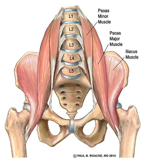 Understanding The Hip Anatomy Muscles For Yoga Jason Crandell Yoga Method