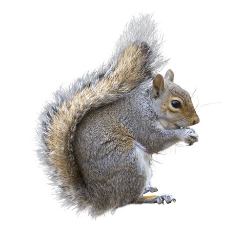 We're a leading rodent removal company in rehoboth, ma. Rodents Archives | Ark Pest Control & Prevention