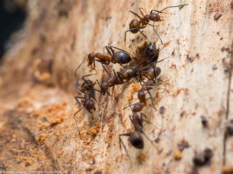 Camponotus Nicobarensis Neues Formikarium Mit Baumstumpf Crazy Ants