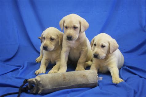 Labrador Retriever Puppies For Sale Zimmerman Mn 260769