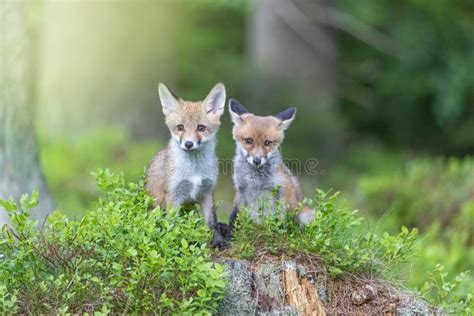 Pair Of Fox Cubs Posing In The Forest Looking At The Camera Stock Photo