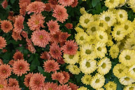 Beautiful Wallpaper Of Different Colors Of Chrysanthemum Nature Autumn