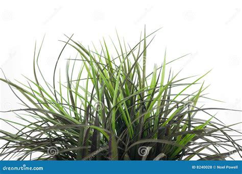 Grass Patch 1 Stock Photo Image Of Growing Summer White 8240028