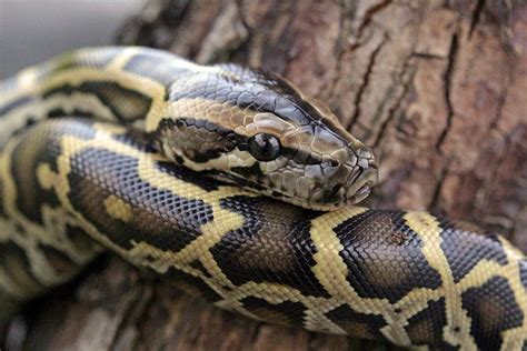 Newly Discovered Hybrid Pythons Could Threaten Floridas Everglades