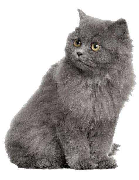 Cat persian pet animal kitten cute portrait feline fur. Persian cat British Shorthair Kitten Dog Horse - Gray cat ...