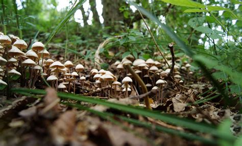 Research Shows Magic Mushrooms Can Offer Real Benefits In Depression