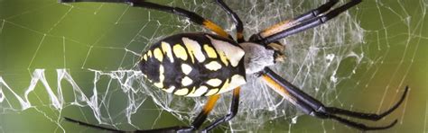 7 Poisonous Spiders In Minnesota Rove Pest Control