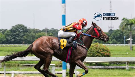 Caballos Pura Sangre El Caballo De Carreras Seguros Equitación