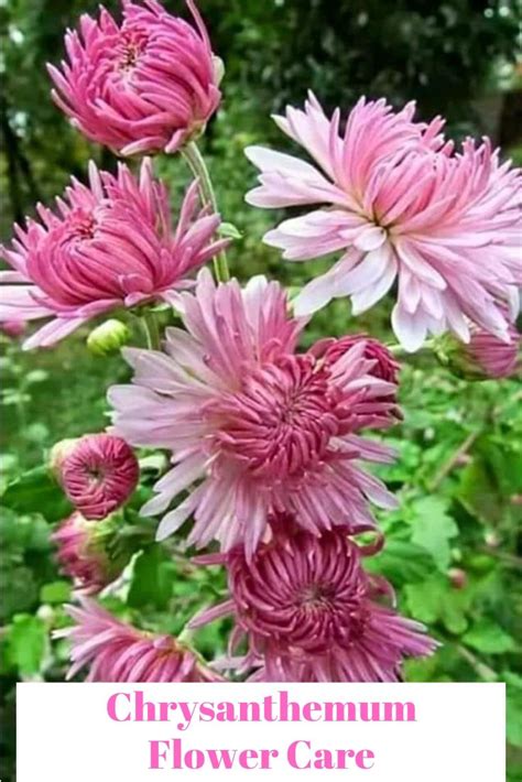Chrysanthemum Meaning Types Tea Growing Flowersandflowerthings