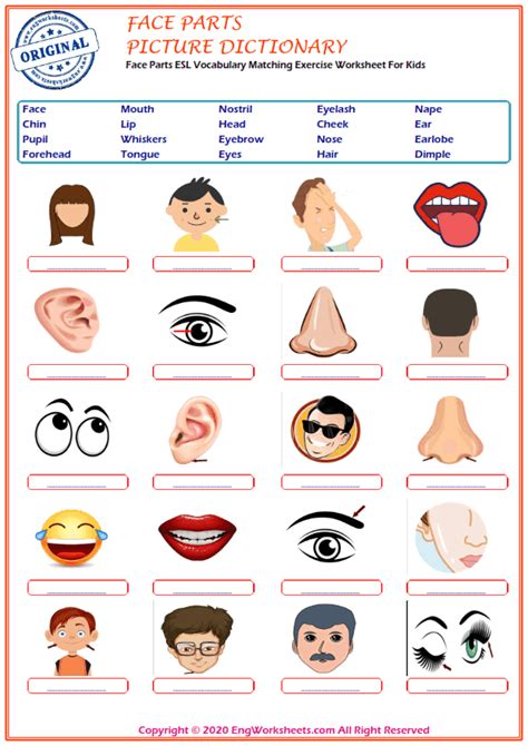 Face Parts Printable English Esl Vocabulary Worksheets Engworksheets