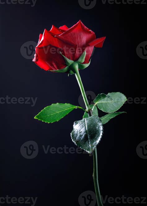A Very Beautiful Big Red Rose Flower On A Black Background A Rose With