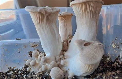 How To Grow King Oyster Mushrooms Full Guide