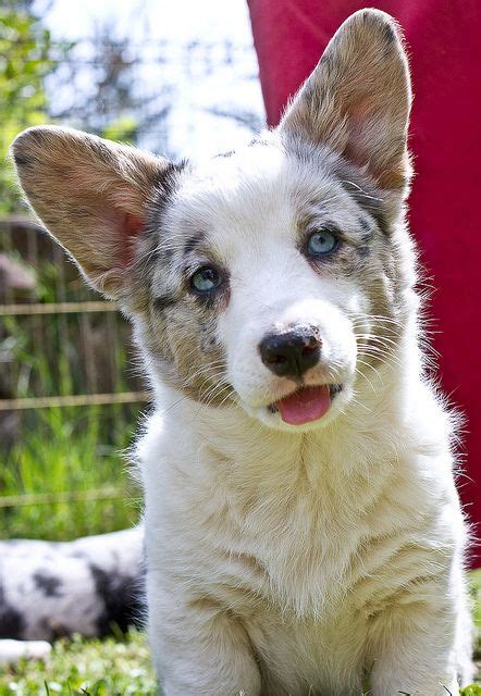 De 24 Bästa Cardigan Welsh Corgi Bilderna På Pinterest Corgihundar