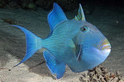 Blue Triggerfish Fishes
