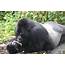 Was Shooting The Gorilla At Cincinnati Zoo Best Choice