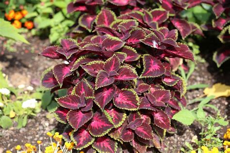 Bright Red Leaves Of Perennial Plant Coleus Top View Stock Photo