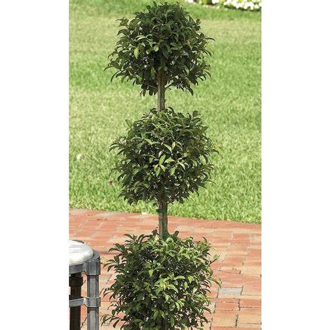 Eugenia Topiary L20938hp In The House Plants Department At