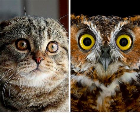 15 Animals Who Look Like Other Things Cuteness