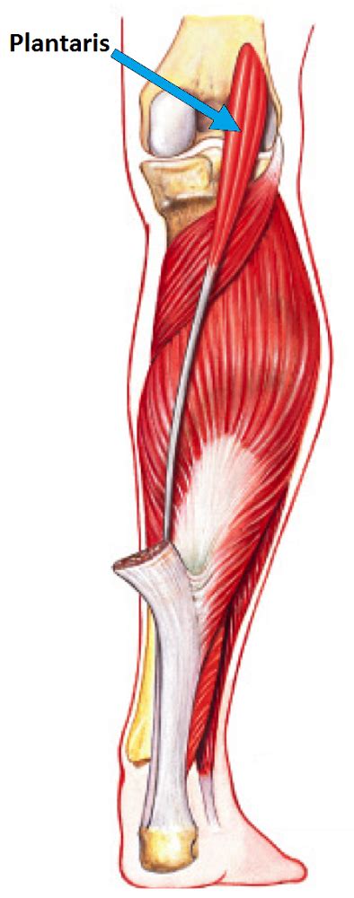 Why Is Ankle Extension Called Plantar Flexion