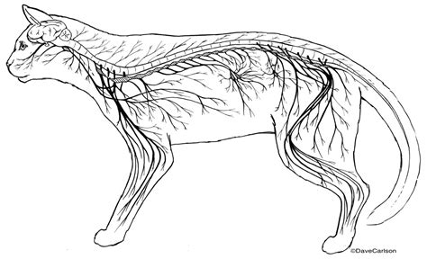 Cat Nervous System Overview Lateral View Image License Carlson
