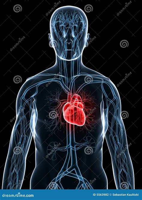 Sistema Cardiovascular Anatomia