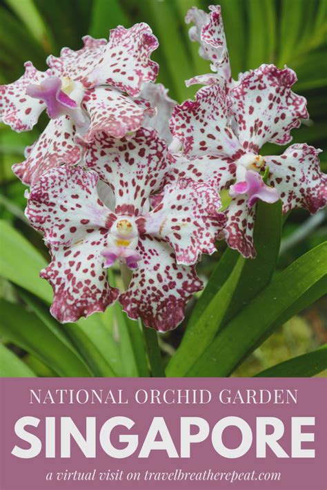 Singapore Orchid Garden A Virtual Visit Orchids Garden Orchids