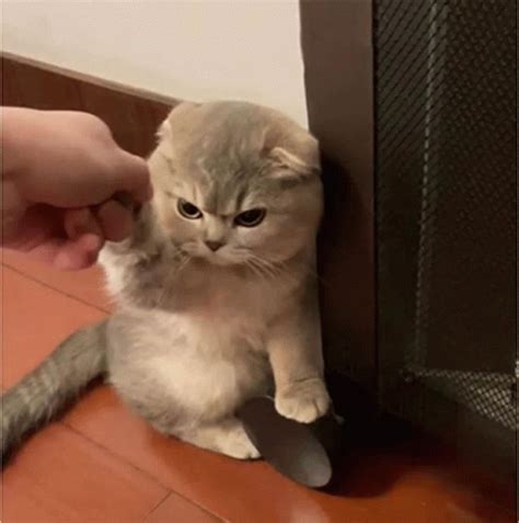 Cat Angry Gif Cat Angry Reluctant Discover Share Gifs