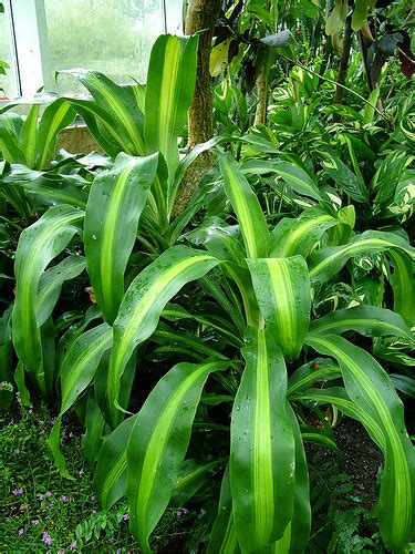 In addition to adding beauty to your home, indoor plants can actually help to purify the air. 10 Tropical House Plants Any One Can Grow Indoors - The ...