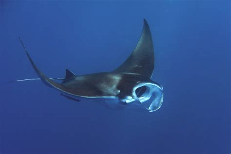 Ecology And Conservation Of Reef Manta Rays In Mayotte • Marine Conservation Ecology Lab