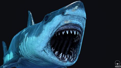 Artstation Realistic Great White Shark 3d Model Swimming Animation