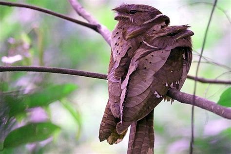 This puppy just started training to become a police dog. Top Bird Watching Places in Malaysia - Blogs - Bloglikes
