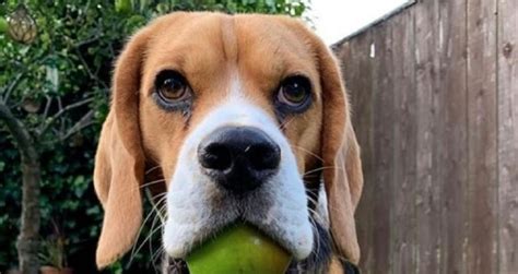 14 Funny Beagles Who Will Make You Smile Page 3 Of 3