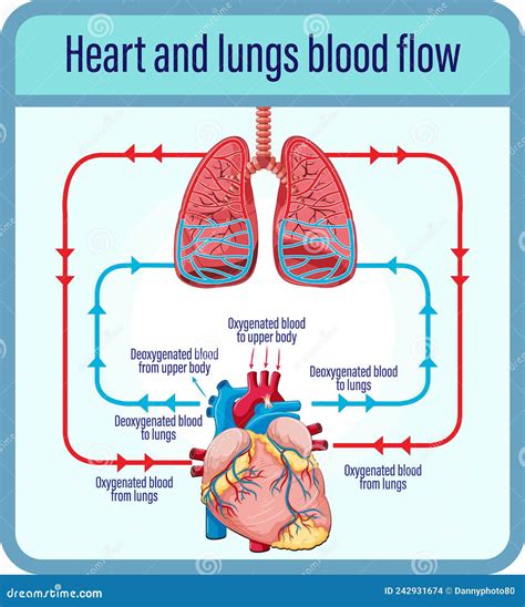 Diagrama Que Mostra O Fluxo Sanguíneo Do Coração Humano Ilustração Do