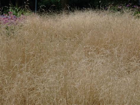 Deschampsia cespitosa, commonly known as tufted hairgrass or tussock grass, 1 is a perennial tufted plant in the grass family poaceae. Deschampsia cespitosa 'Goldschleier' (Ruwe smele) | De ...