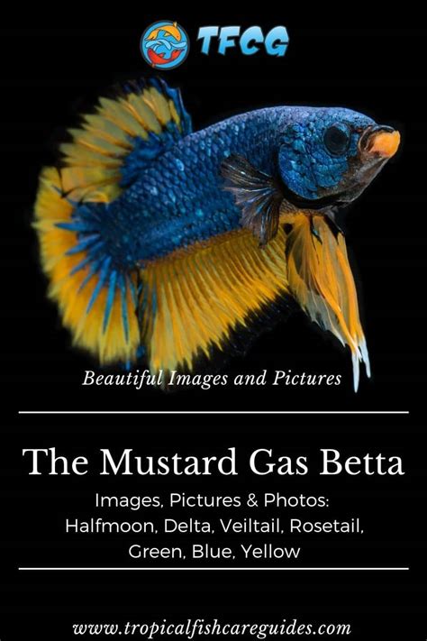 Mustard Gas Betta Care Guide With Pictures