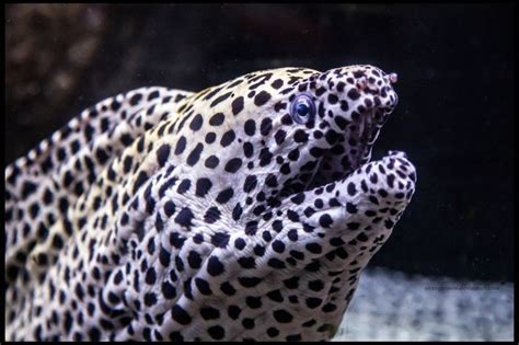 Underwater World Moray Eel Sea Animals Ocean Creatures