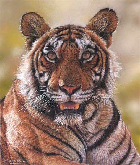 Royal Bengal Tiger Portrait By Eric Wilson Amazing Hyper Realist