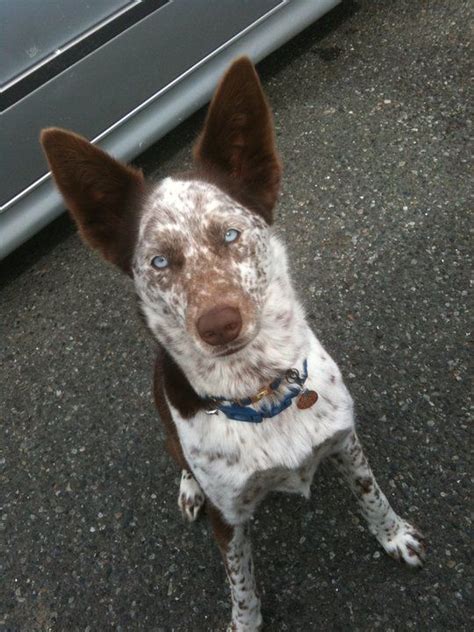Siberian husky and australian shepherd mix. Pin on dogs